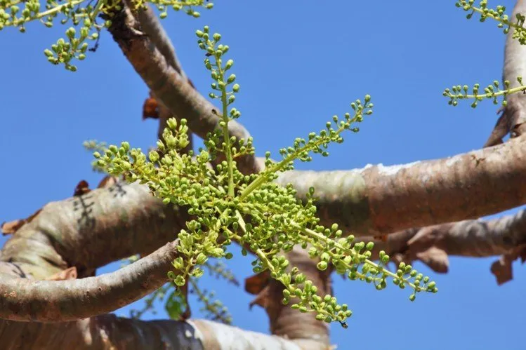 frankincense tree