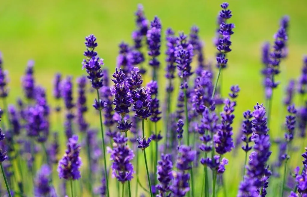 lavender flower